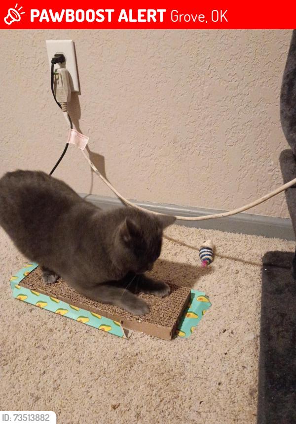 Lost Male Cat last seen right across the road from tractor supply, Grove, OK 74344