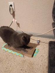 Lost Male Cat last seen right across the road from tractor supply, Grove, OK 74344