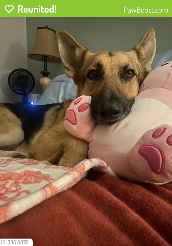 Reunited Female Dog last seen Near Cooper Rd, Fayetteville, NC 28311, USA, Fayetteville, NC 28311