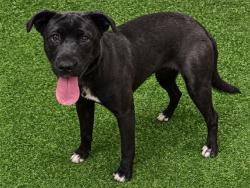 Shelter Stray Female Dog last seen , 38550 Sierra Hwy, Palmdale, CA 93550, USA