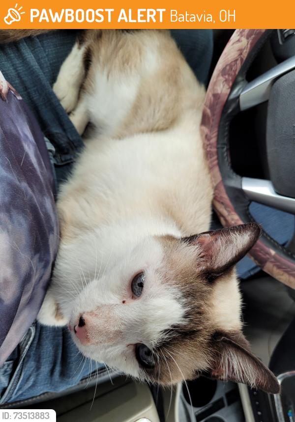 Found/Stray Male Cat last seen Block behind Clermont County Auditors Office, Batavia, OH 45103
