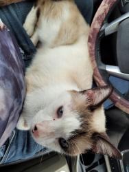 Found/Stray Male Cat last seen Block behind Clermont County Auditors Office, Batavia, OH 45103