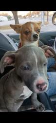 Lost Female Dog last seen www white rd..at the valeros by hwy 90, San Antonio, TX 78253