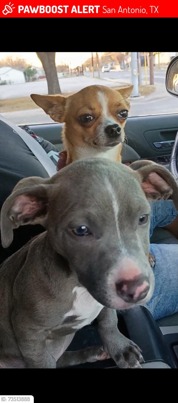 Lost Female Dog last seen www white rd..at the valeros by hwy 90, San Antonio, TX 78253