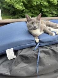Lost Female Cat last seen Melrose st/stockton st, Boylston, MA 01505