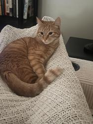Reunited Male Cat last seen Mifflin/Bouvier/S 17th/S 18th, Philadelphia, PA 19146