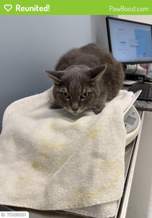 Reunited Male Cat last seen Jones valley circle and rockland hills drive, Baltimore, MD 21209