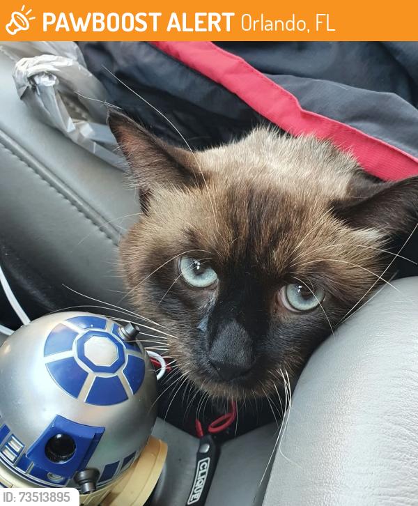 Found/Stray Male Cat last seen Near Lake Buena Vista Factory Outlet, Orlando, FL 32821