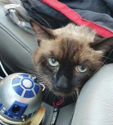 Found/Stray Male Cat last seen Near Lake Buena Vista Factory Outlet, Orlando, FL 32821