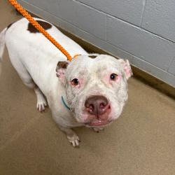 Shelter Stray Female Dog last seen , 4500 N Access Rd, Chattanooga, TN 37415, USA