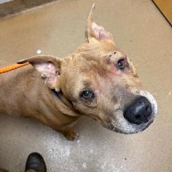 Shelter Stray Male Dog last seen , 4500 N Access Rd, Chattanooga, TN 37415, USA