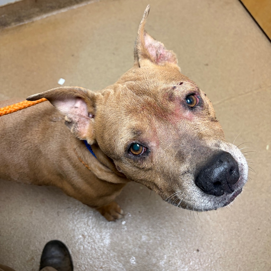 Shelter Stray Male Dog last seen , 4500 N Access Rd, Chattanooga, TN 37415, USA
