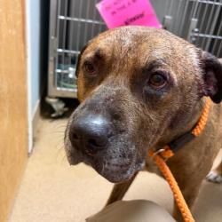 Shelter Stray Male Dog last seen , 4500 N Access Rd, Chattanooga, TN 37415, USA