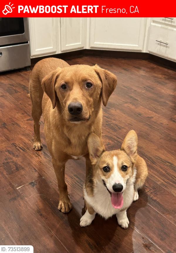 Lost Male Dog last seen Near east Florence ave, Fresno, CA 93727