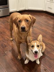 Lost Male Dog last seen Near east Florence ave, Fresno, CA 93727
