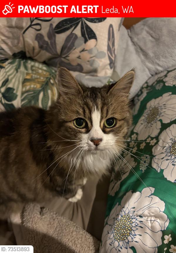 Lost Female Cat last seen 71a Perham Crescent, Leda, WA 6170