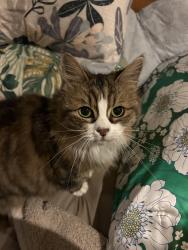 Lost Female Cat last seen 71a Perham Crescent, Leda, WA 6170