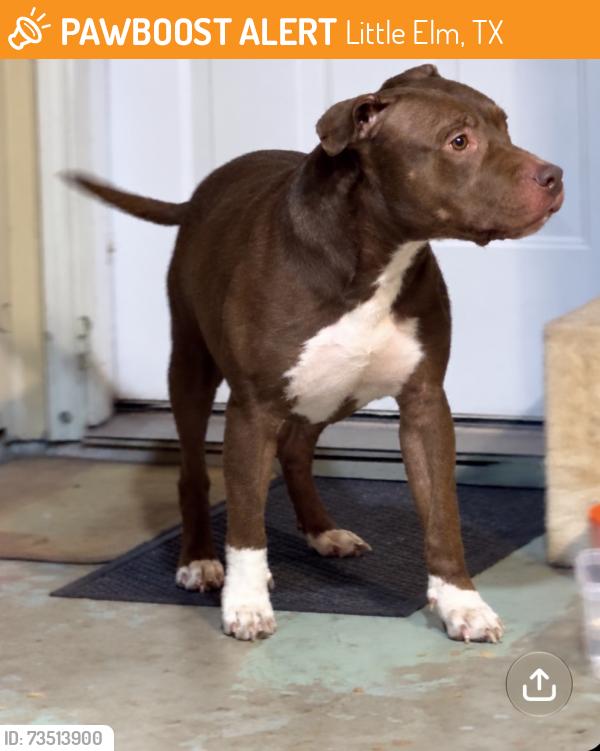 Found/Stray Male Dog last seen Walker and Hart, Little Elm, TX 75068