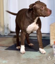 Found/Stray Male Dog last seen Walker and Hart, Little Elm, TX 75068