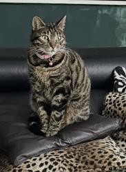 Lost Female Cat last seen Ingrave Road Walton Liverpool L49TG, Merseyside, England 