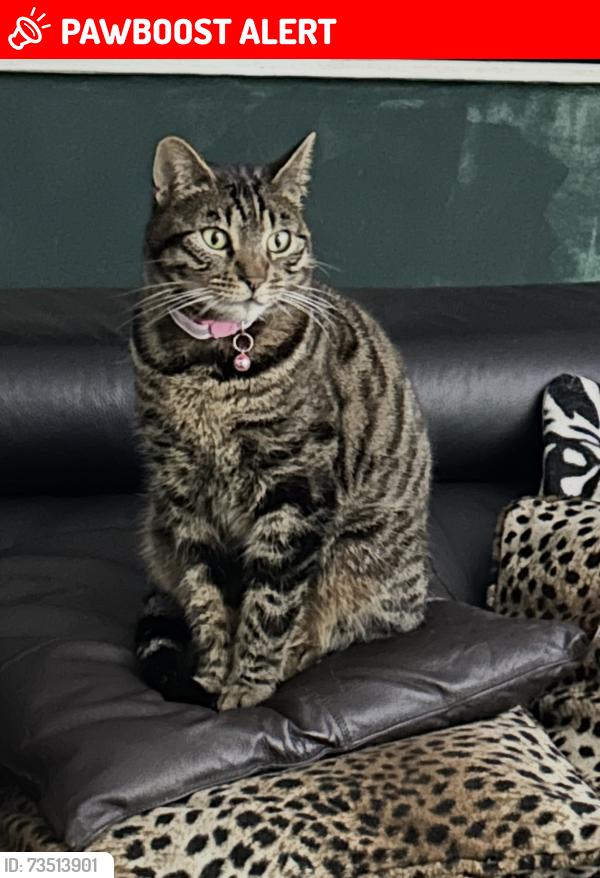 Lost Female Cat last seen Ingrave Road Walton Liverpool L49TG, Merseyside, England 