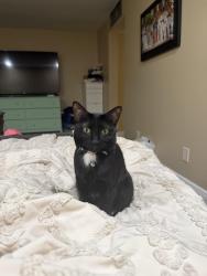 Lost Female Cat last seen Golfview Drive W and Taft Street, Pembroke Pines, FL 33026