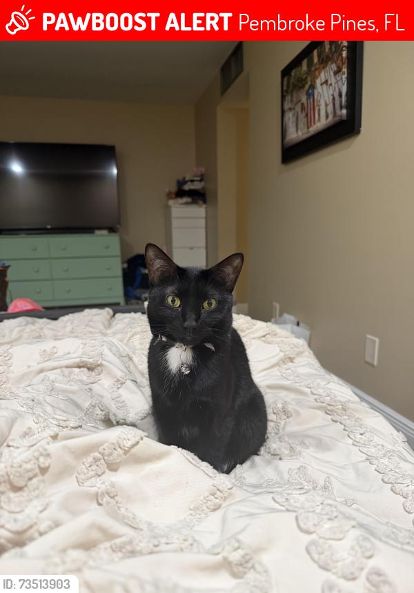 Lost Female Cat last seen Golfview Drive W and Taft Street, Pembroke Pines, FL 33026