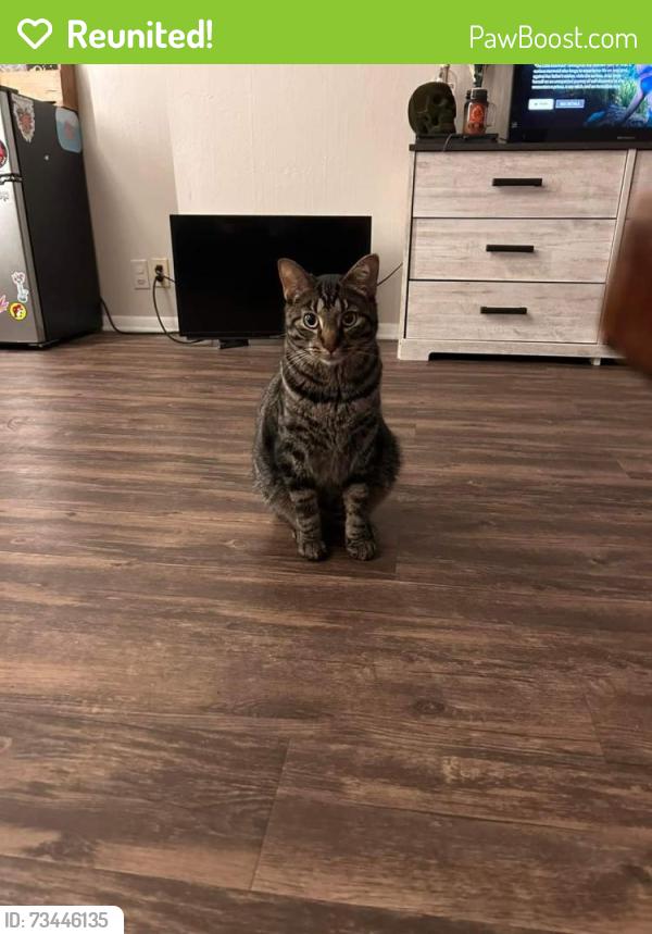 Reunited Male Cat last seen Whitney texas, Whitney, TX 76692
