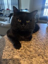 Reunited Male Cat last seen Near T C Jester Blvd, Houston, TX 77068, USA, Houston, TX 77068