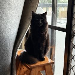Lost Male Cat last seen Boyanda Dr, Duffield Rd, Kallangur, QLD 4503
