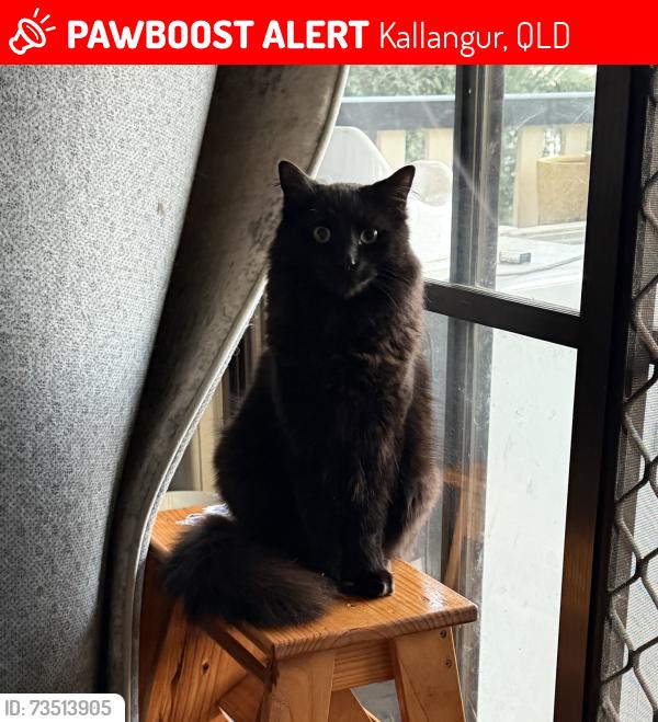 Lost Male Cat last seen Boyanda Dr, Duffield Rd, Kallangur, QLD 4503