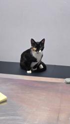 Found/Stray Female Cat last seen Collectormania, Parker, CO 80134