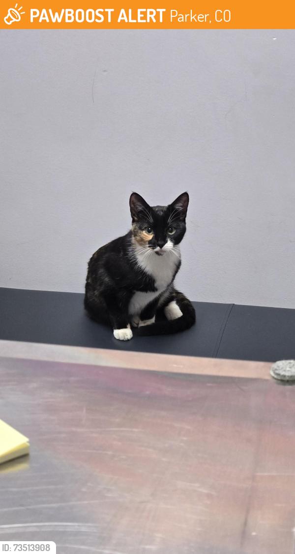 Found/Stray Female Cat last seen Collectormania, Parker, CO 80134