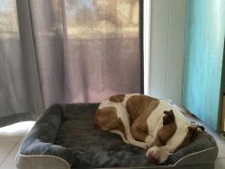 Reunited Male Dog last seen Near eleven, Palmetto, FL 34221