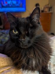 Reunited Female Cat last seen Grapevine Rd, Lewisville, NC 27023