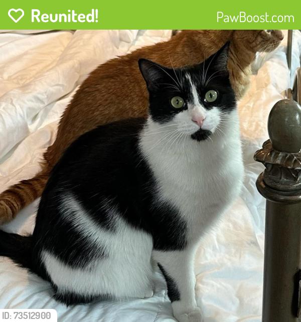 Reunited Male Cat last seen Hopper Ave. & Union Ave., Pequannock Township, NJ 07444
