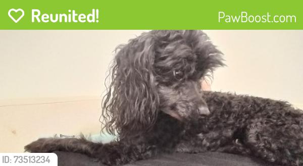 Reunited Male Dog last seen Near W 100 N, Provo, UT 84601