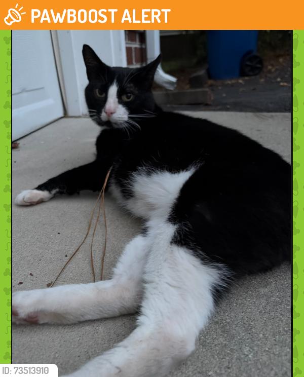 Found/Stray Male Cat last seen Route 10 and Kingston avenue, Chesterfield County, VA 23836