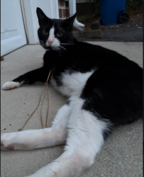 Found/Stray Male Cat last seen Route 10 and Kingston avenue, Chesterfield County, VA 23836