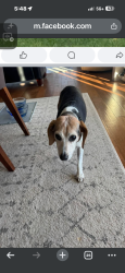 Lost Female Dog last seen Olive Branch and Muiilinix, Greenwood, IN 46143