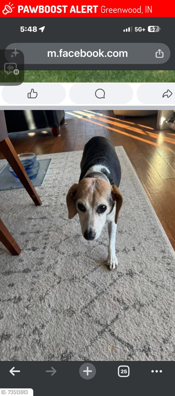 Lost Female Dog last seen Olive Branch and Muiilinix, Greenwood, IN 46143