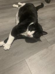 Reunited Male Cat last seen SW 115th street rd by the oak run community, Ocala, FL 34476