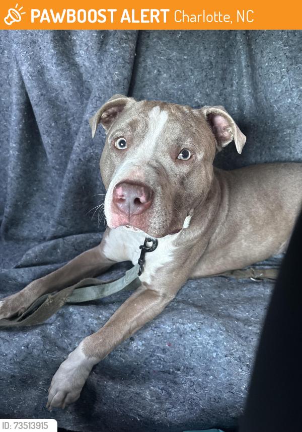 Found/Stray Male Dog last seen Branch street, Charlotte, NC 28215