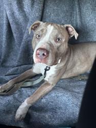 Found/Stray Male Dog last seen Branch street, Charlotte, NC 28215