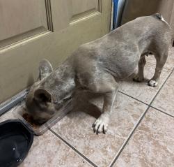 Found/Stray Female Dog last seen Mt. Vernon st & hailey, Bakersfield, CA 93307