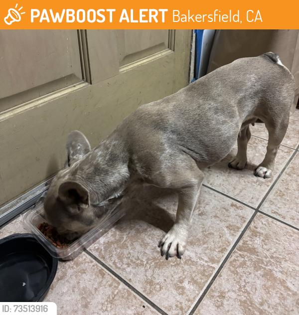 Found/Stray Female Dog last seen Mt. Vernon st & hailey, Bakersfield, CA 93307