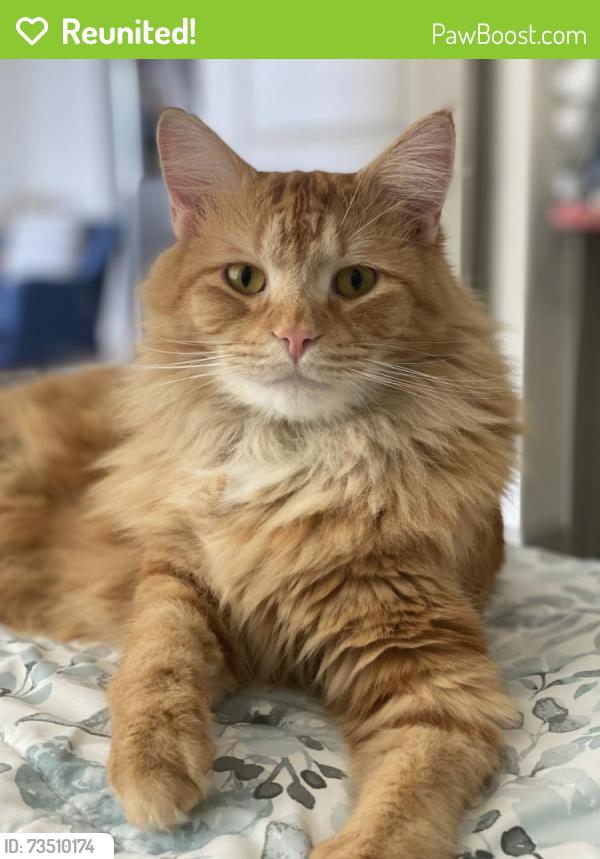 Reunited Male Cat last seen Hardimont and St. Albans, Raleigh, NC 27609