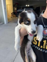 Found/Stray Female Dog last seen Cr 6710, Medina County, TX 78052