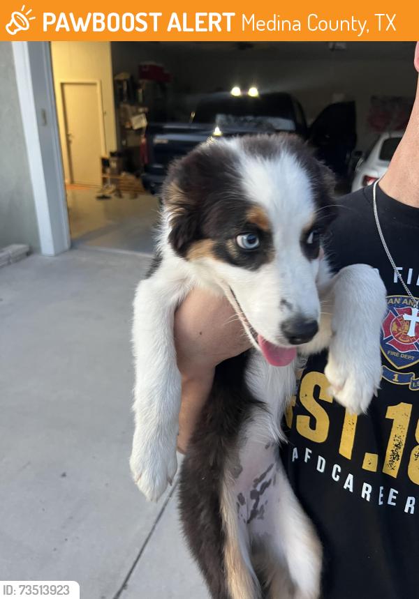 Found/Stray Female Dog last seen Cr 6710, Medina County, TX 78052