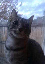 Lost Female Cat last seen Remington Drive Chico Ca, Chico, CA 95928